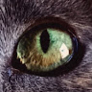 Meet your Posher, Ihool